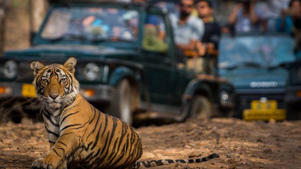 Rajasthan-Wildlife